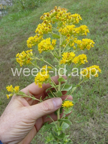 goldenrod, rigid